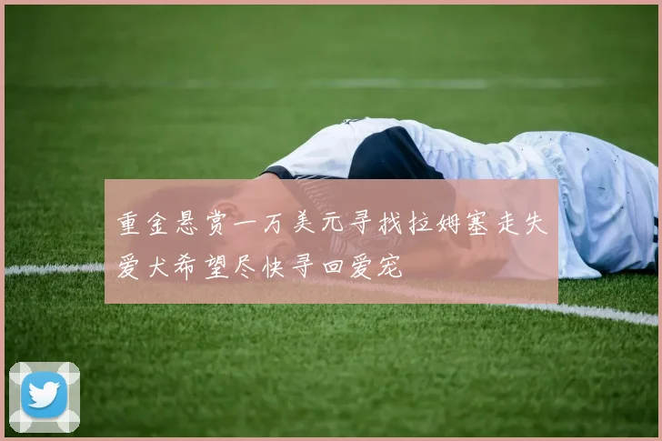 重金悬赏一万美元寻找拉姆塞走失爱犬希望尽快寻回爱宠